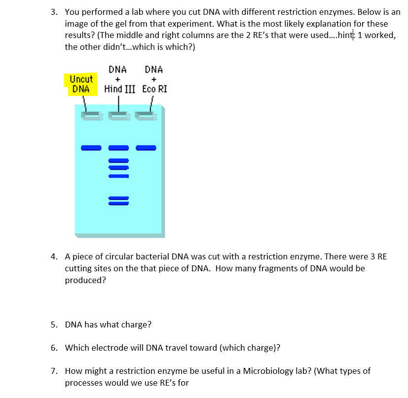 Solved You performed a lab where you cut DNA with different | Chegg.com
