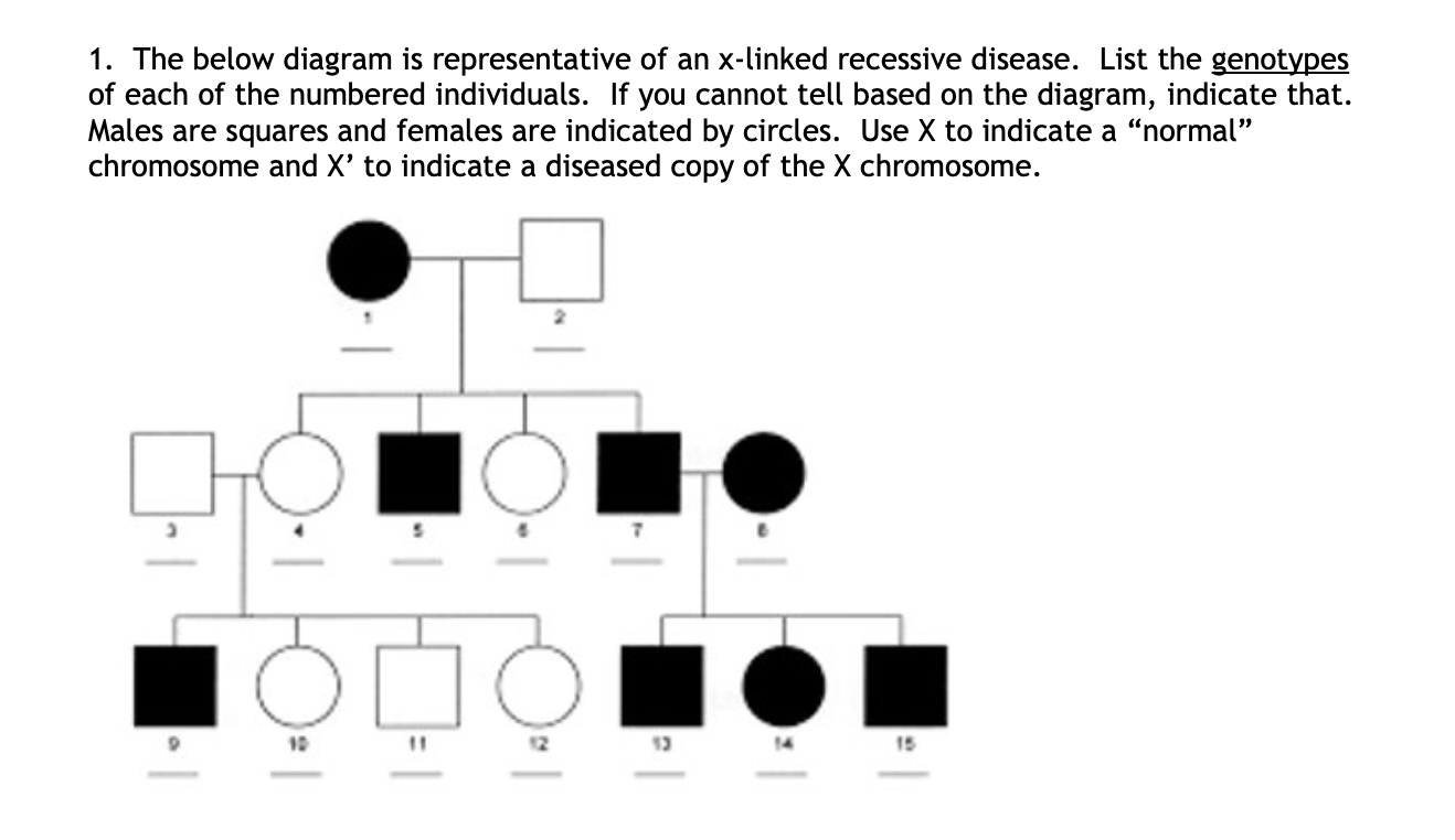 Solved 1. The below diagram is representative of an x-linked | Chegg.com