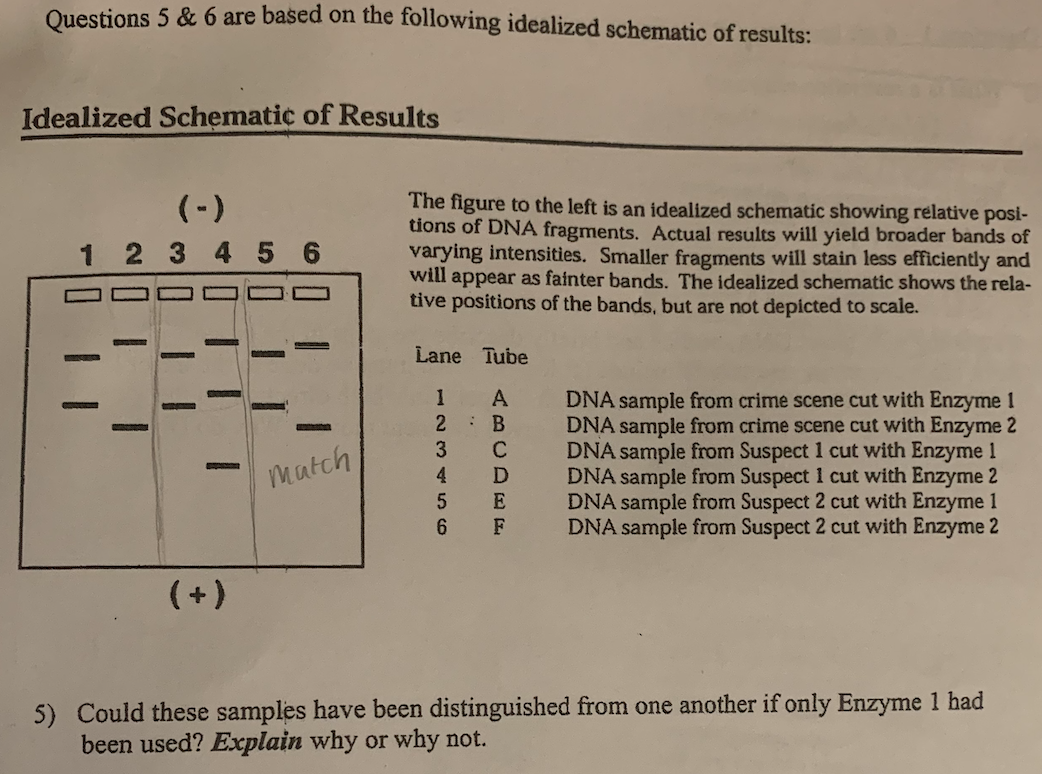 Solved Questions 5 & 6 are based on the following idealized | Chegg.com