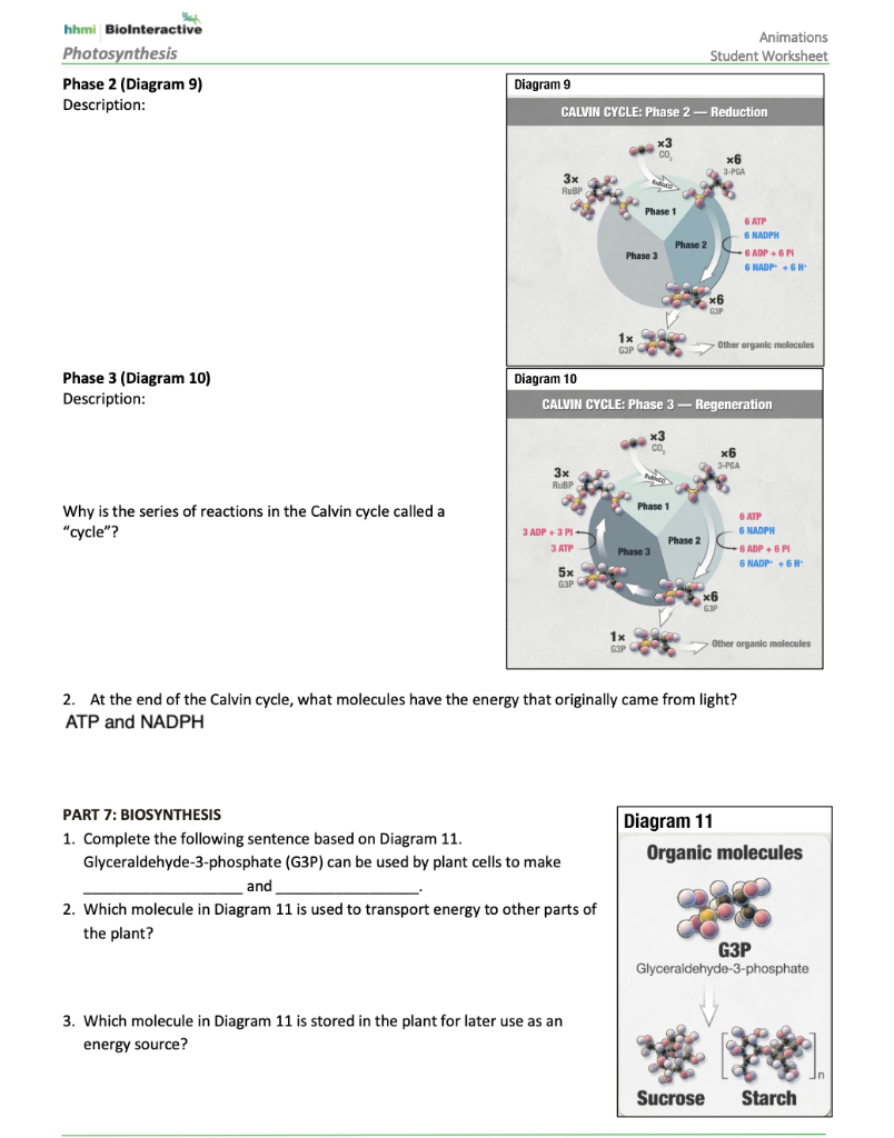 Solved Animations Student Worksheet hhmi Biolnteractive  Chegg.com For Atp Worksheet Answer Key