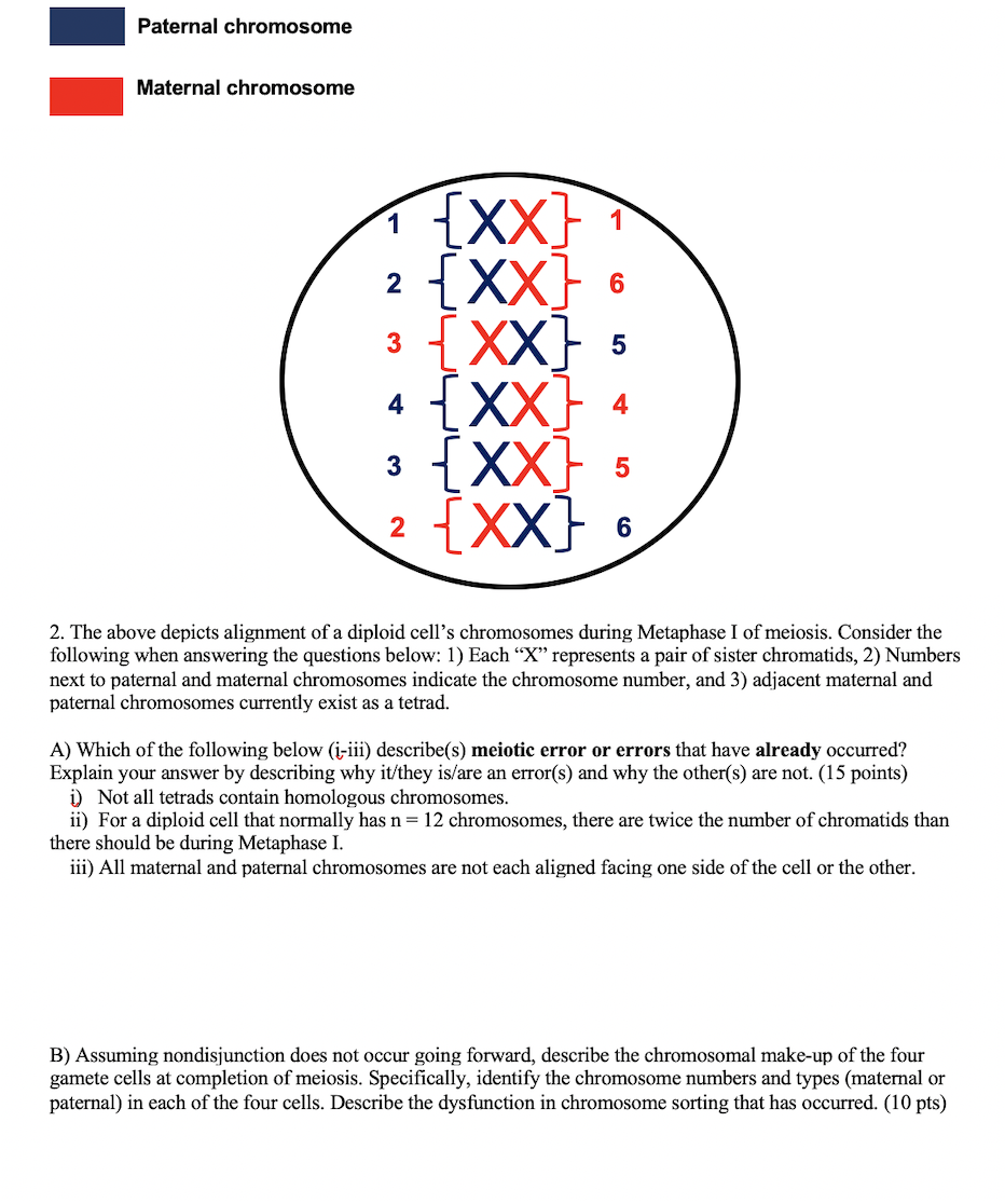 Solved Paternal chromosome Maternal chromosome 1 2 3 {xx} 1 | Chegg.com