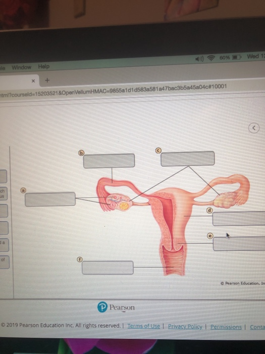 Solved Sexual reproduction in humans involves the union of | Chegg.com