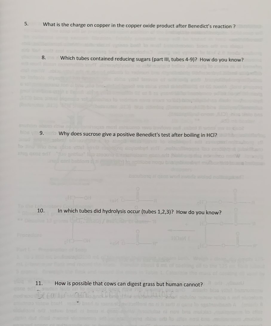 Solved Experimental Procedure Beaker 1 (test tubes 1-3) HCl; | Chegg.com