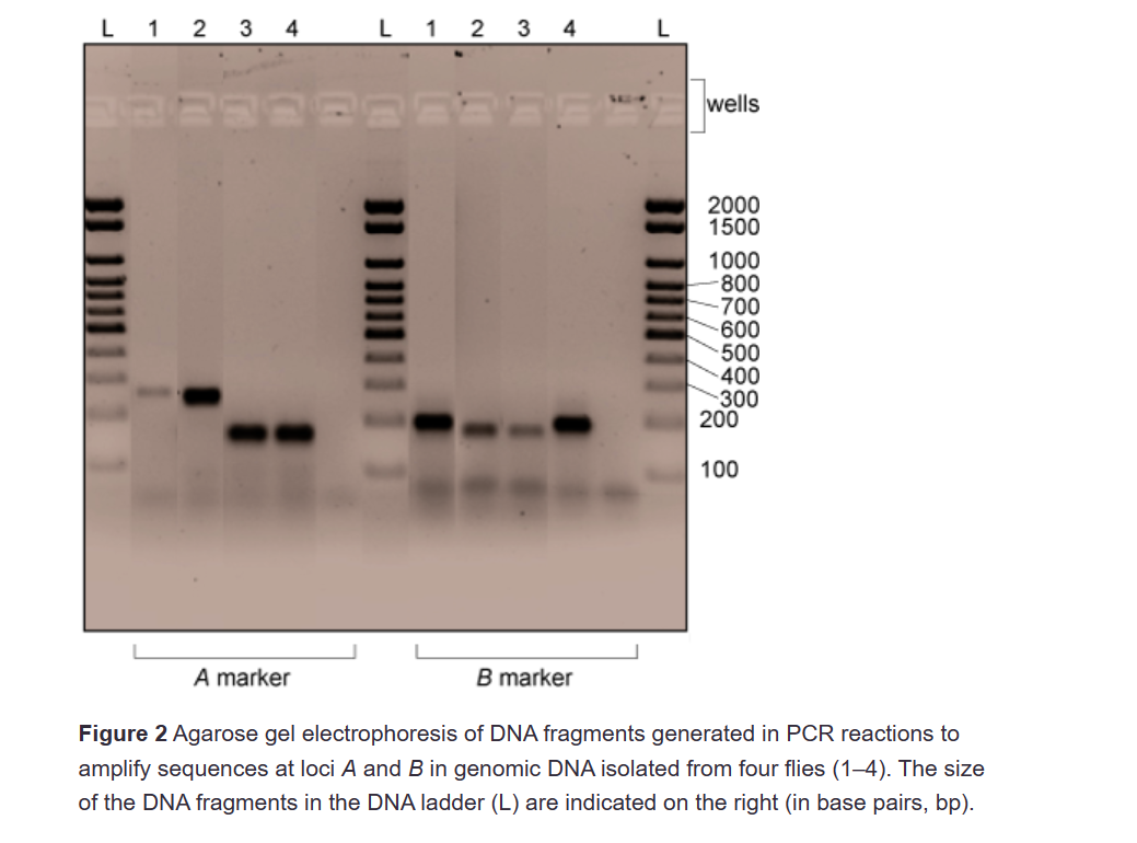 Solved a.Why is PCR analysis helpful in identifying the | Chegg.com