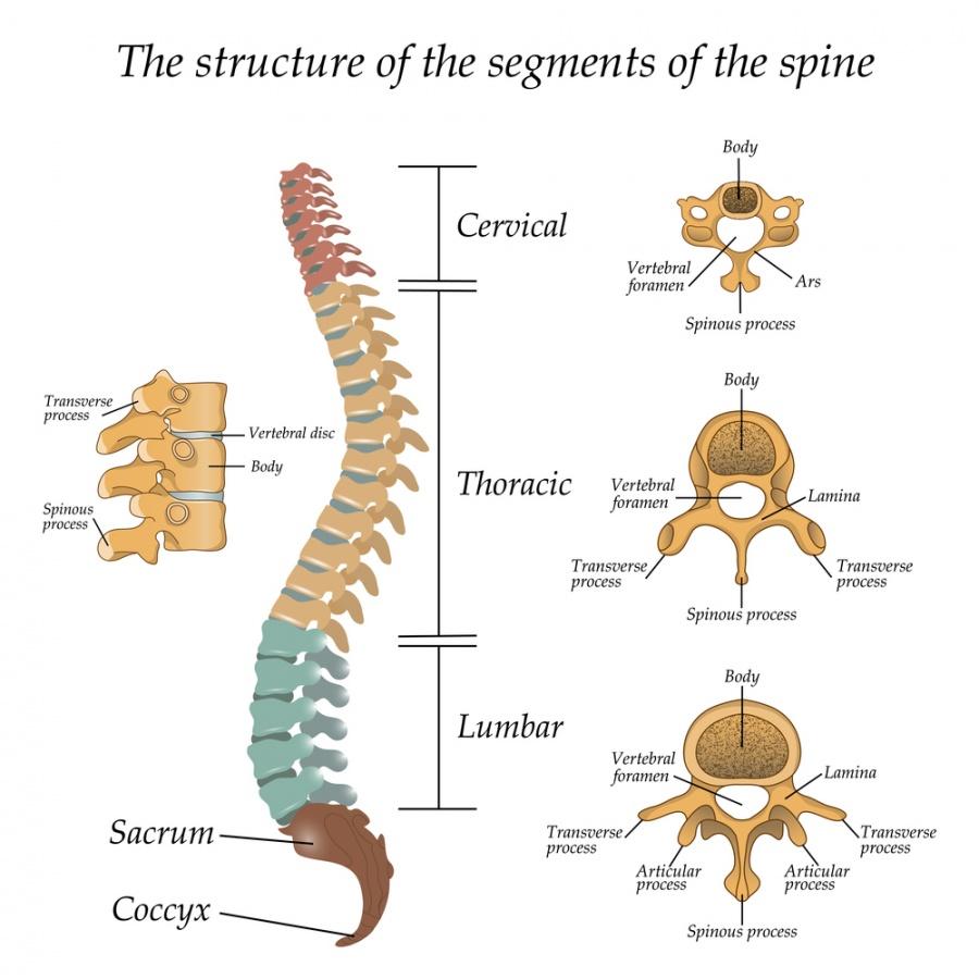 Paladin Spiro vertebrae without CarabinerTroutAnti Cord TwistAll Sizes! 