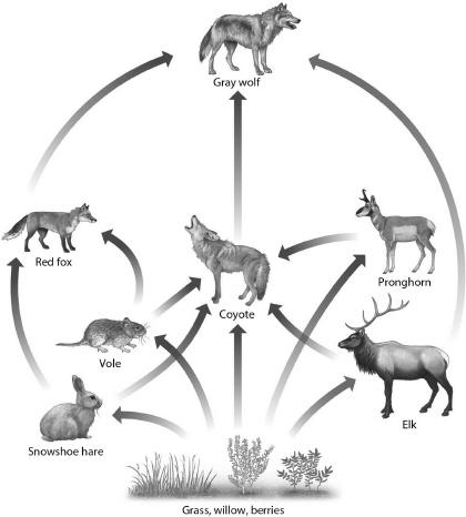 gray wolves food