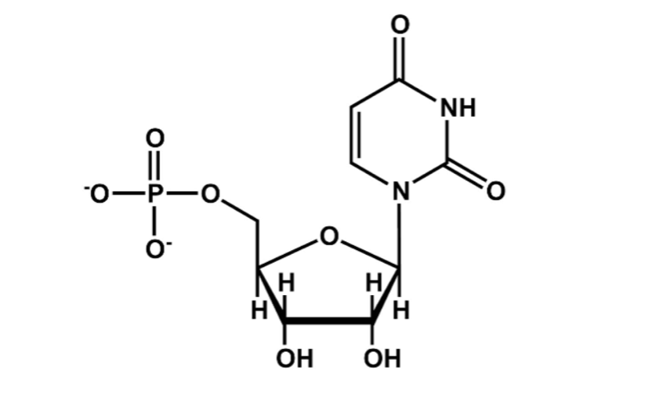 Solved Consider the biomolecule below: | Chegg.com