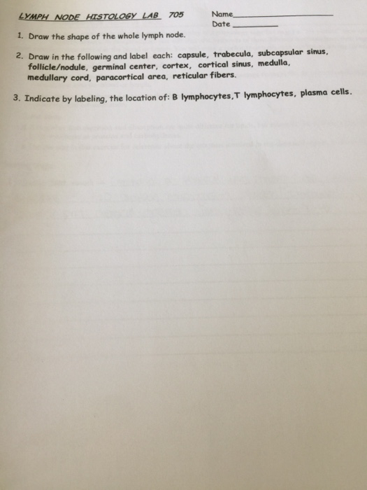 Solved LYMPH NODE HISTOLOGY LAB 705 1. Draw the shape of the | Chegg.com