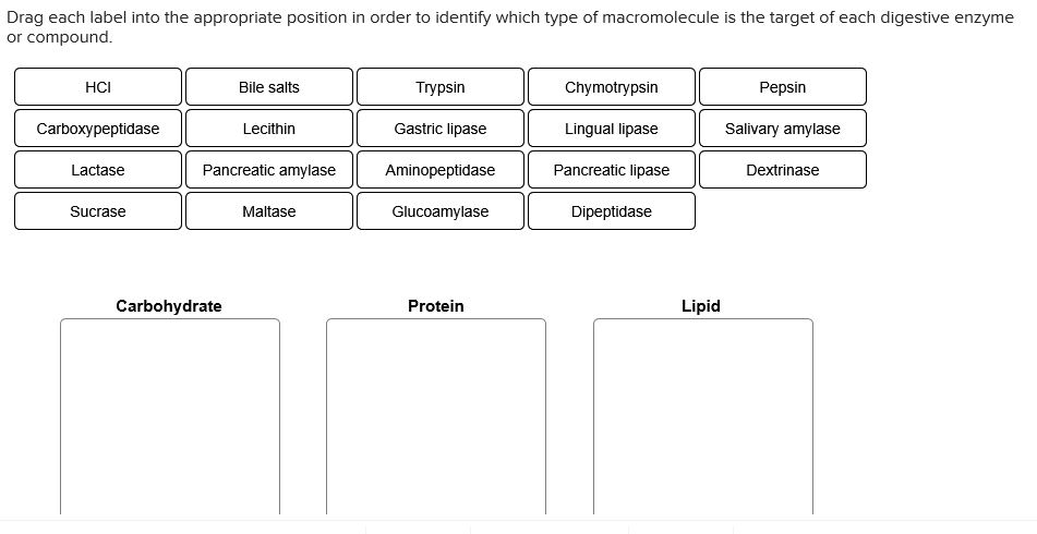 what-macromolecule-is-an-enzyme-slidesharedocs