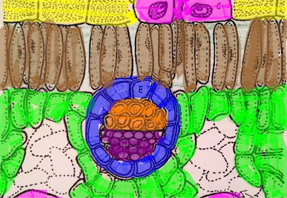 Leaf Anatomy Flashcards | Chegg.com Leaf Anatomy Flashcards | Chegg.com
