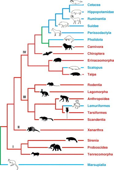 Solved The pictured phylogeny depicts relationships among | Chegg.com