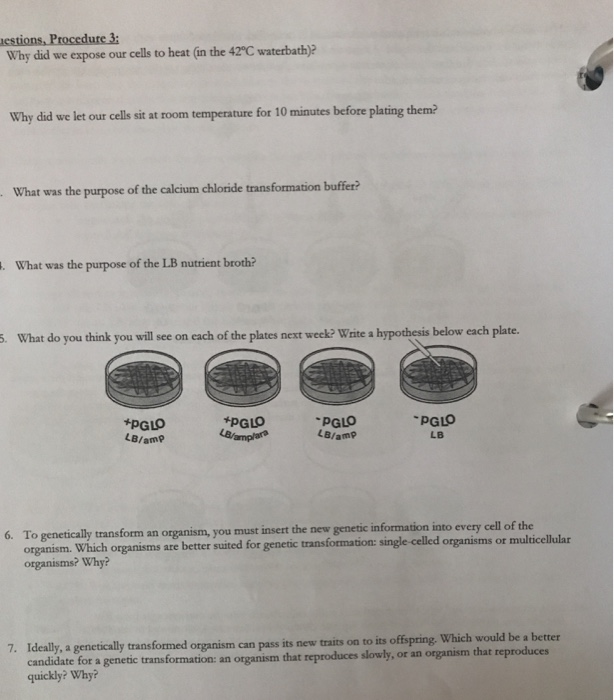 Solved Read the lab procedure instructions then answer the | Chegg.com