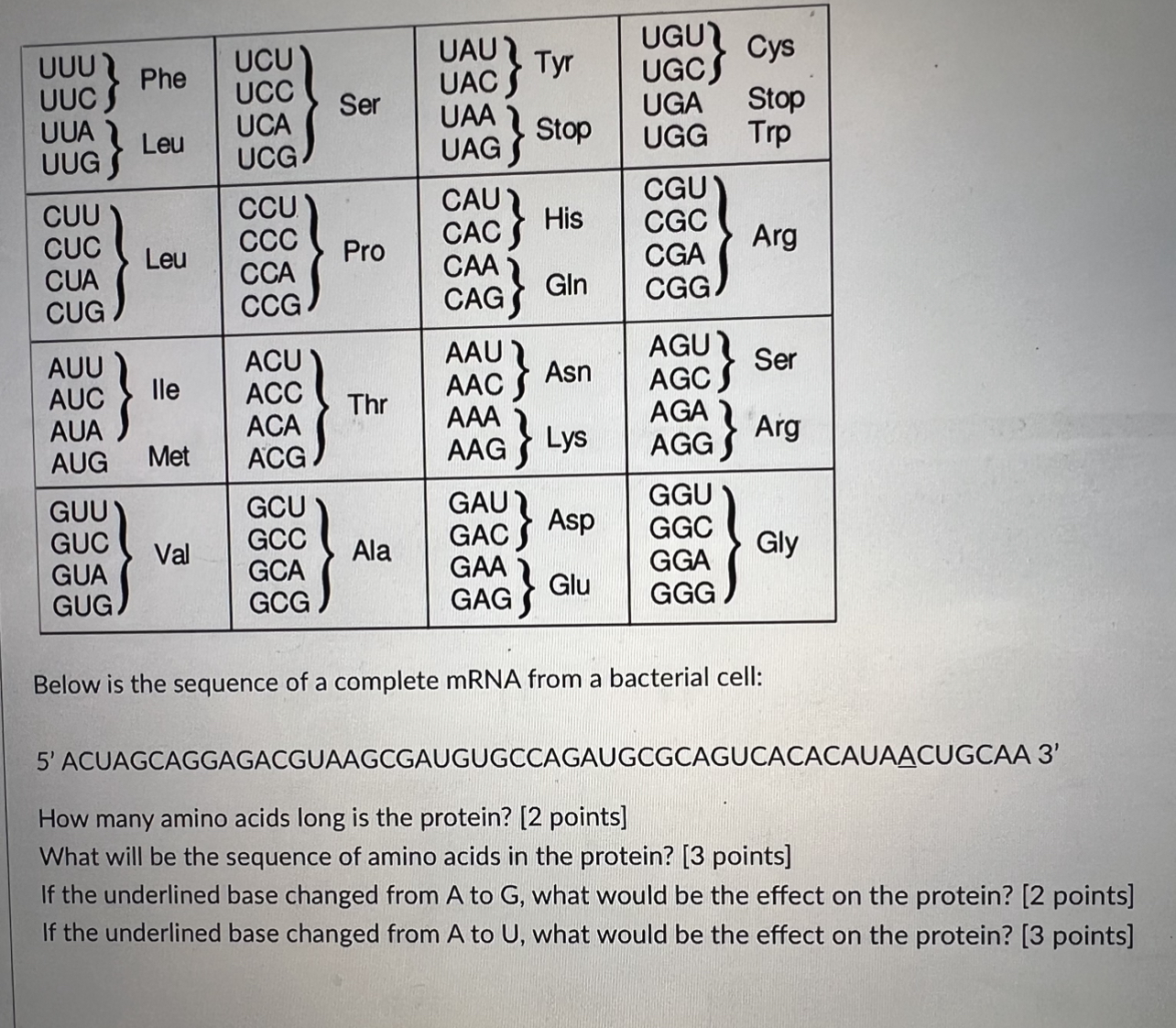 Below is the sequence of a complete mRNA from a bacterial cell:
5 ACUAGCAGGAGACGUAAGCGAUGUGCCAGAUGCGCAGUCACACAUAACUGCAA 3
H