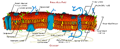 Download Animal Cell Parts And Functions Flashcards Chegg Com