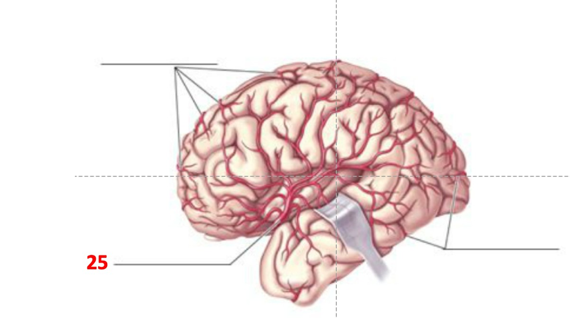 Solved What is number 25 called? | Chegg.com