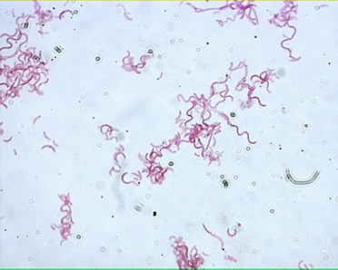 Biology Questions:Question 13.) What is the | Chegg.com