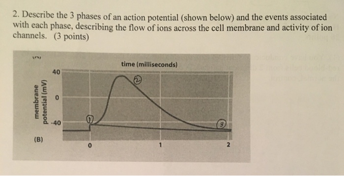 Solved 2. Describe the 3 phases of an action potential | Chegg.com