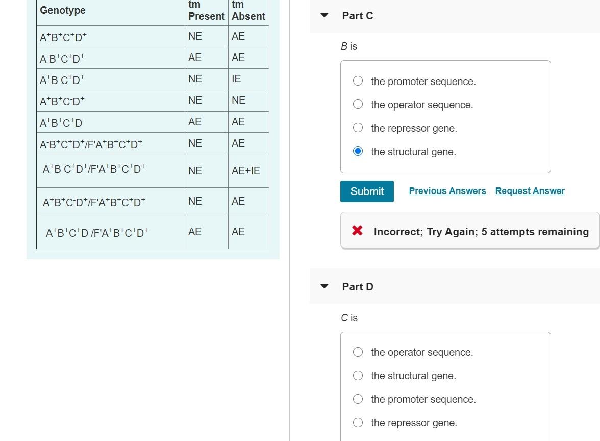 Solved In A Theoretical Operon Genes A B C And D Repr Chegg Com