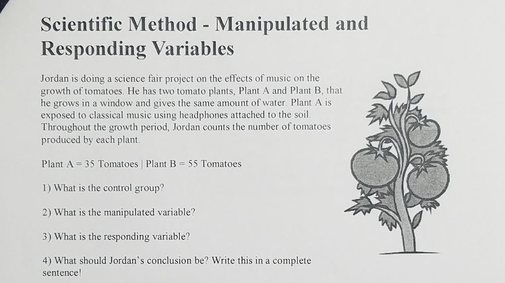 tomato plant experiment manipulated variable