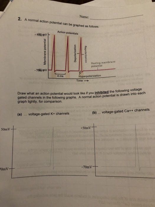 Solved Name: 2. A normal action potential can be graphed as | Chegg.com