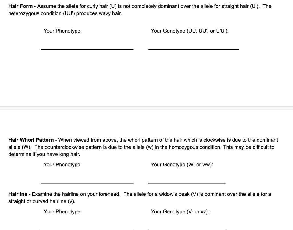 Solved Hair Form - Assume the allele for curly hair (U) is | Chegg.com