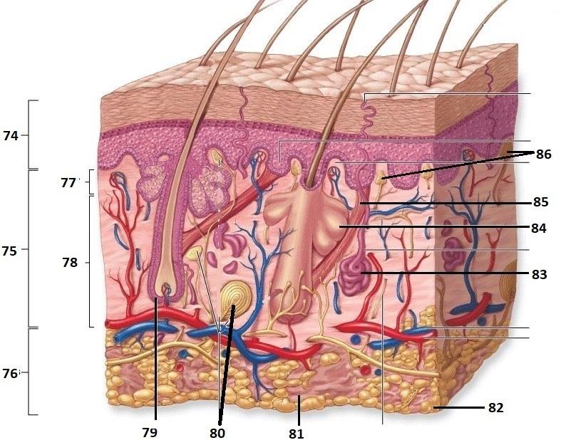 Solved 1 What is the largest organ in the human | Chegg.com