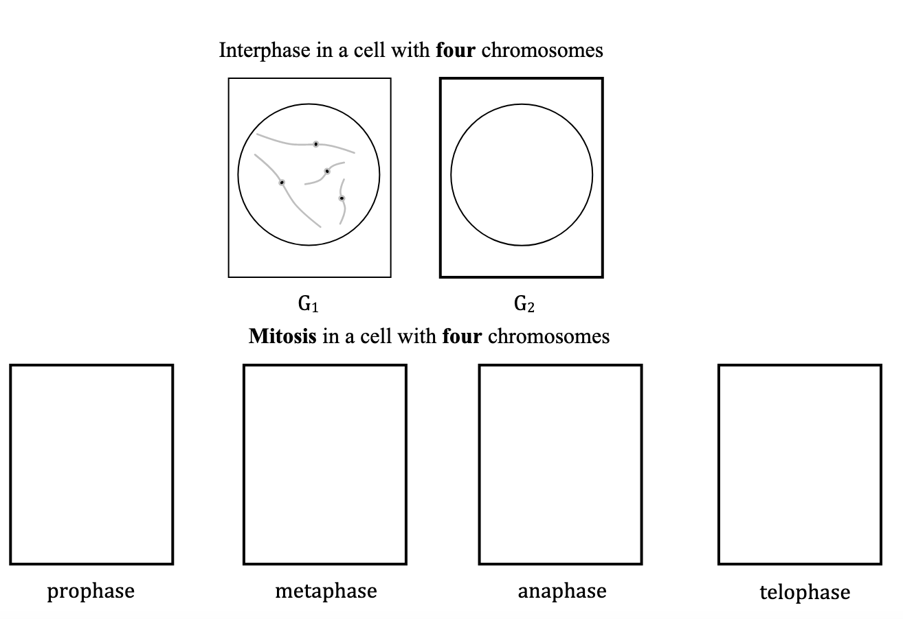 Solved Activity 3: Complete the drawings of mitosis and | Chegg.com