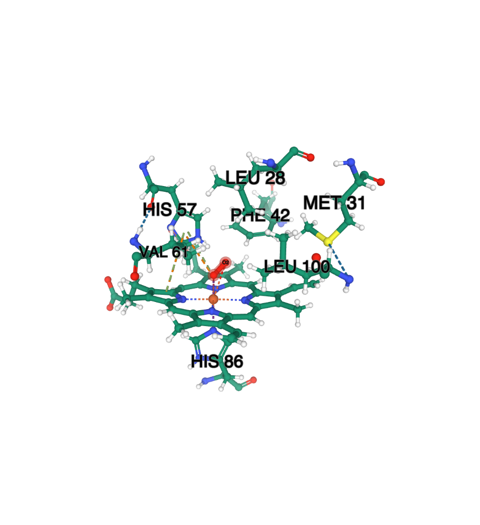 Solved Compare the binding site of myoglobin (with O2 bound) | Chegg.com