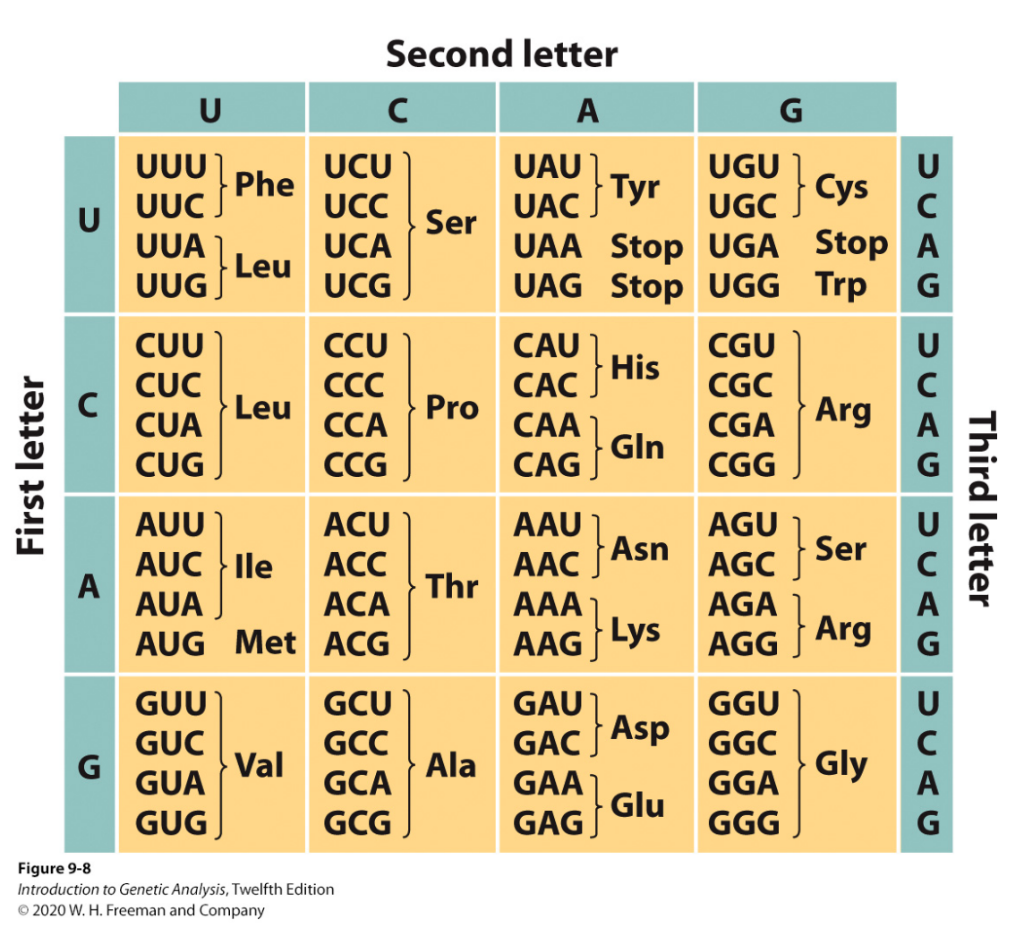 Solved 2. Use the Genetic Code (codon dictionary) on the | Chegg.com