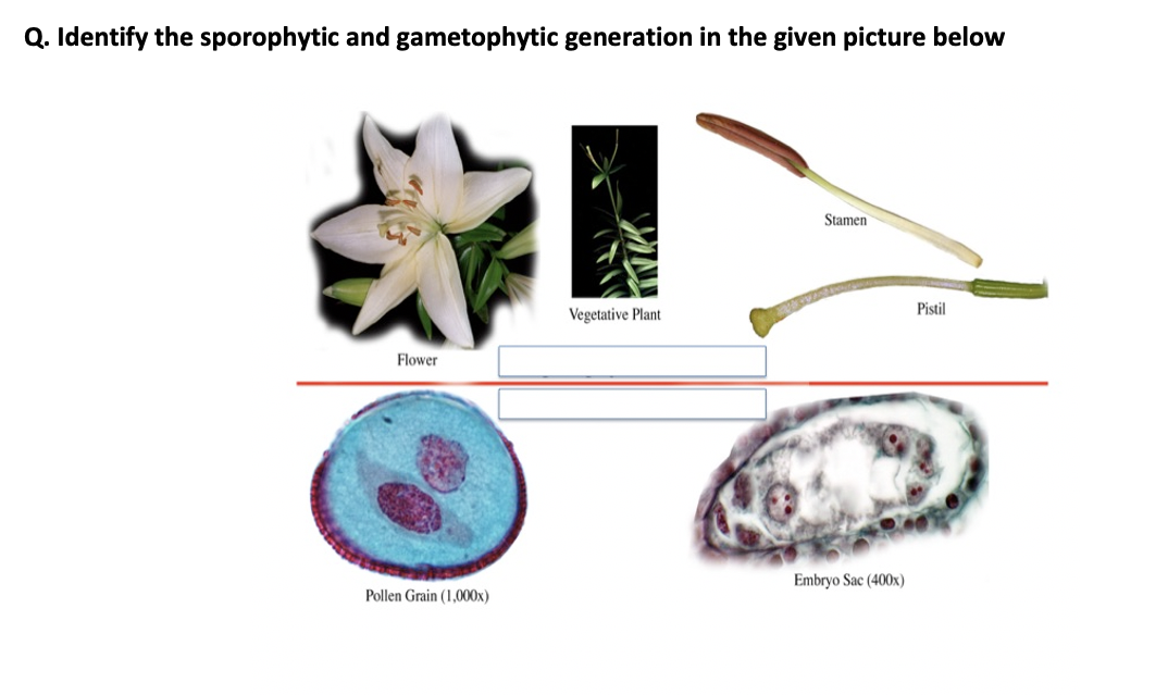 Solved Q. Identify the sporophytic and gametophytic