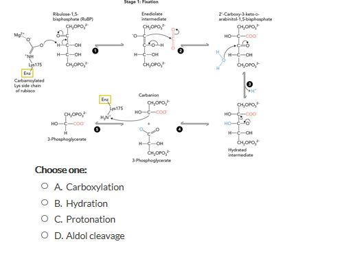 Solved What reaction is occurring at step 4 of the rubisco | Chegg.com