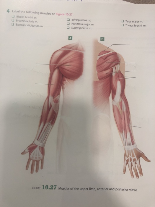 Solved 4 Label the following muscles on Figure 10.27 Biceps | Chegg.com