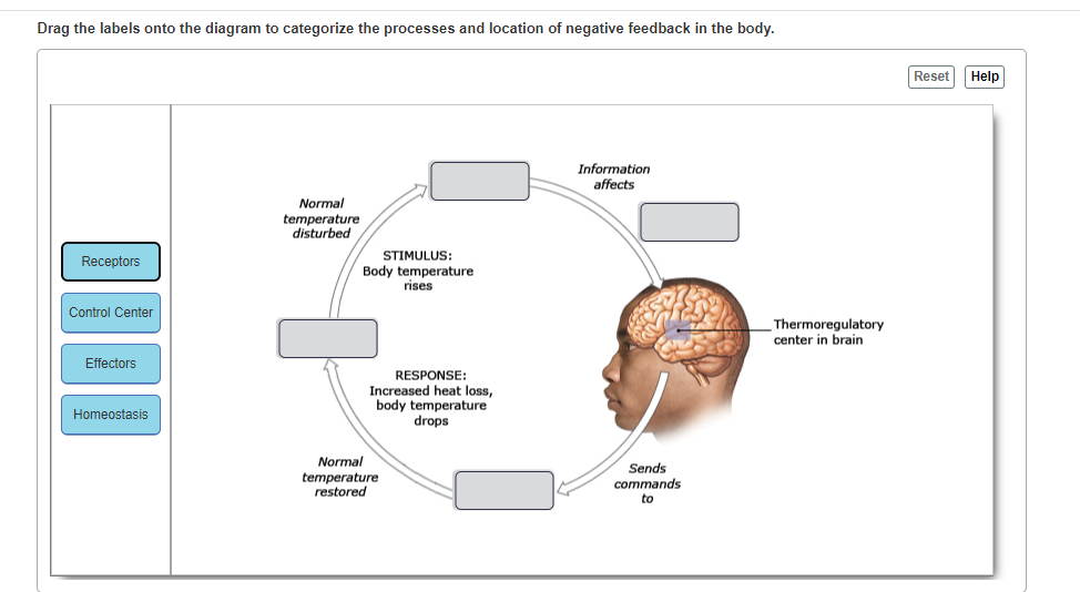 solved-drag-the-labels-onto-the-diagram-to-categorize-the-chegg