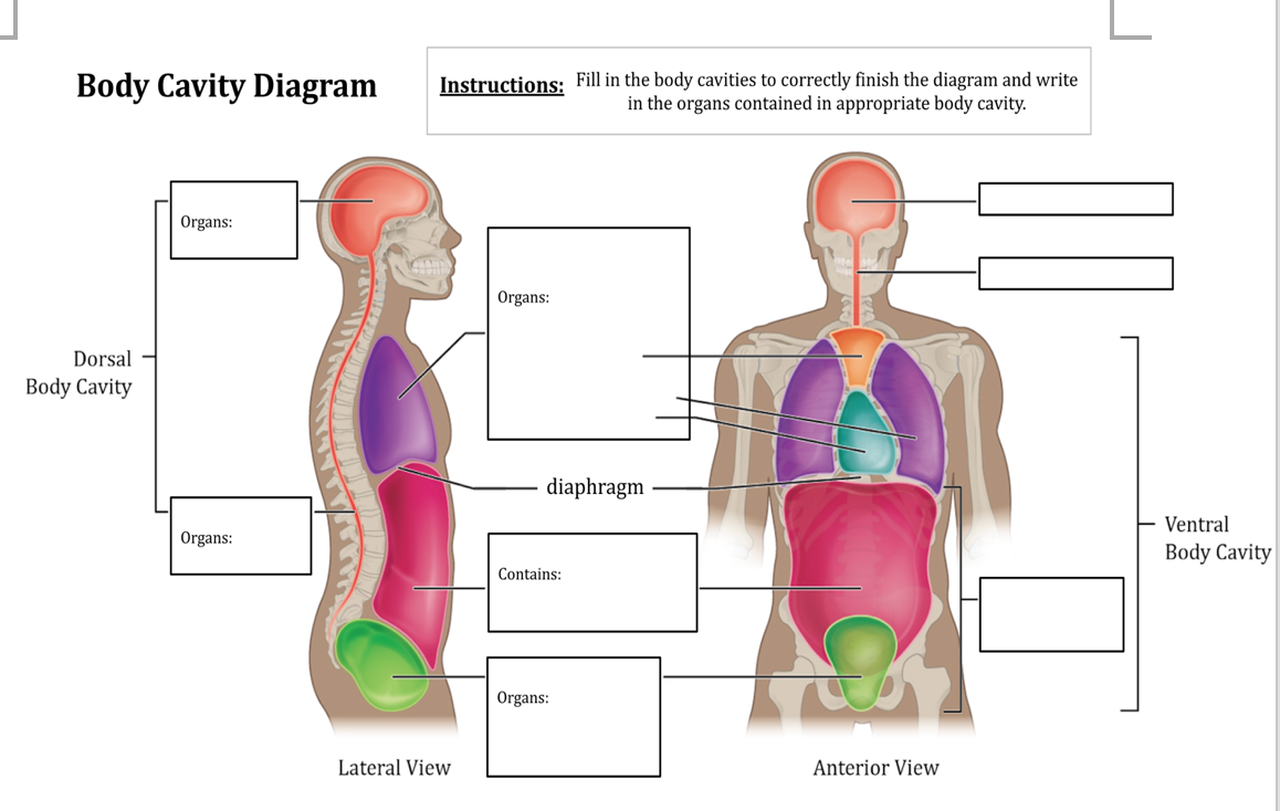 Body cavities labeling worksheet