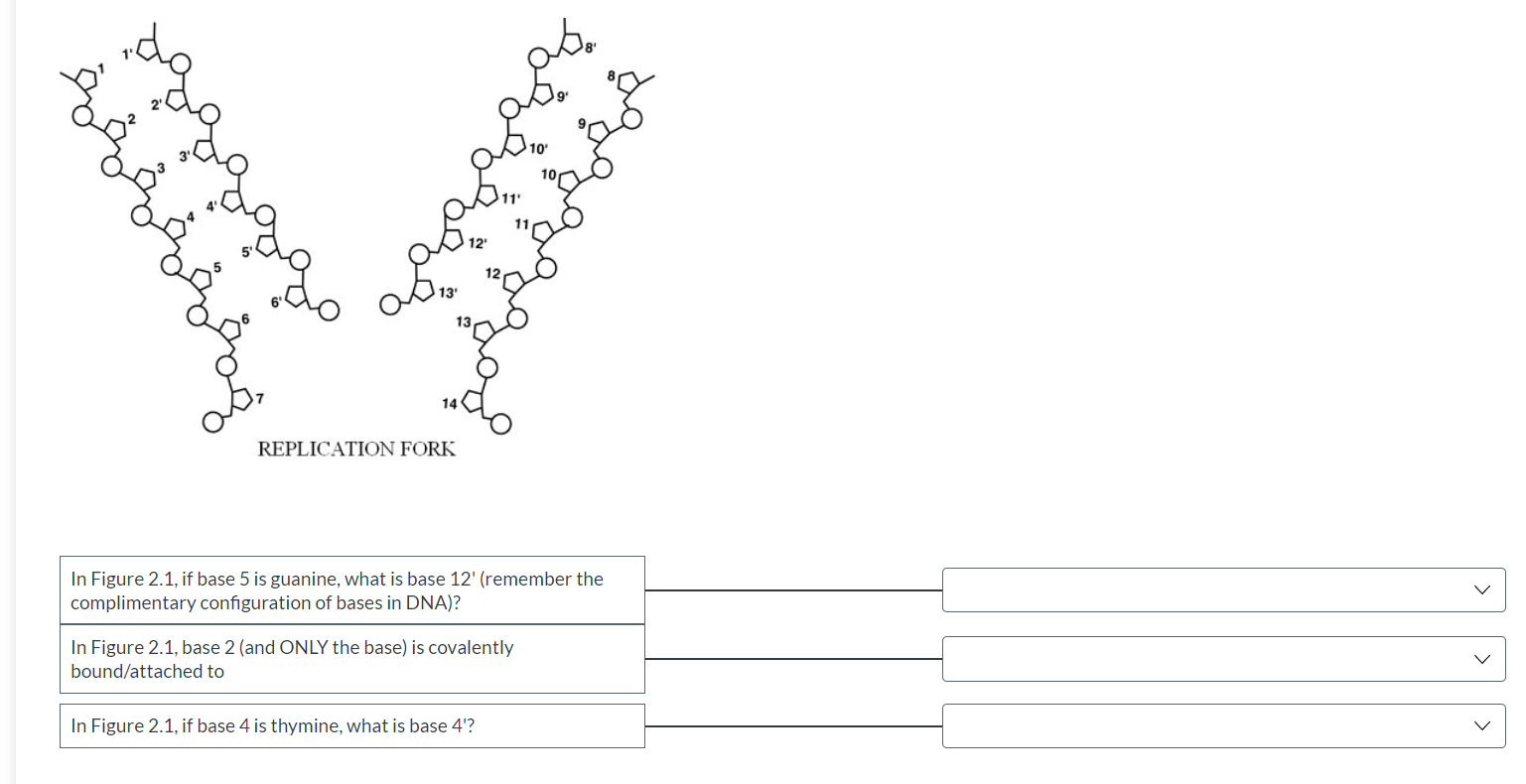 solved-14-replication-fork-in-figure-chegg