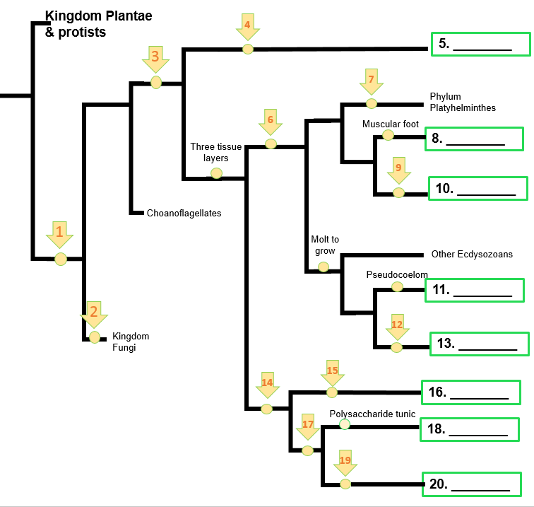 phylum platyhelminthes tree