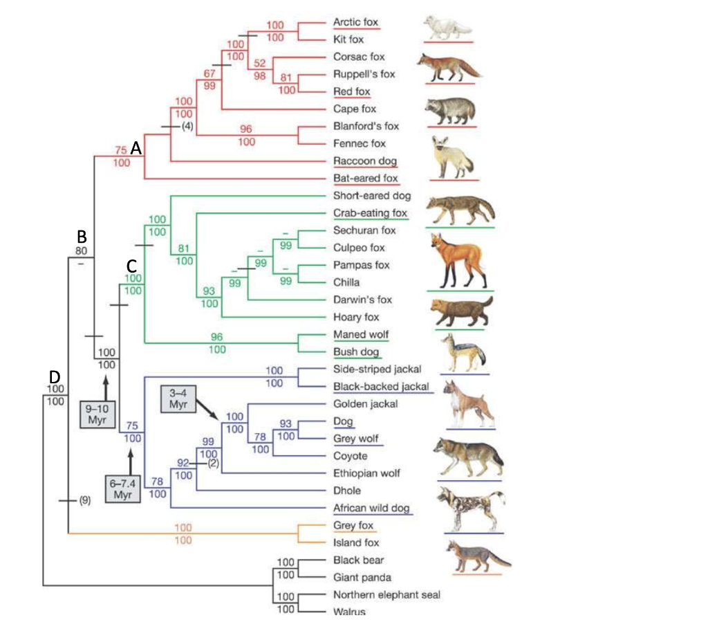 Solved Below is a phylogeny that includes dogs and a lot of | Chegg.com