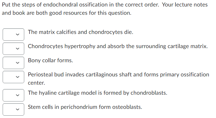 Solved Put the steps of endochondral ossification in the | Chegg.com