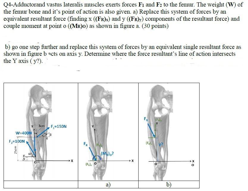 Solved Adductorand vastus lateralis muscles exerts forces F1 | Chegg.com