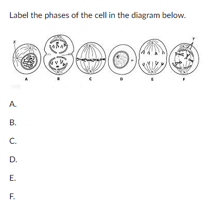 Solved Label the phases of the cell in the diagram below. RA | Chegg.com