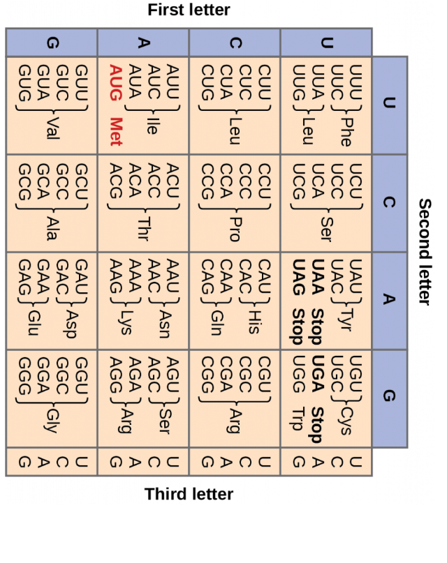 Solved Here is a DNA code for a protein. Assume this is the | Chegg.com