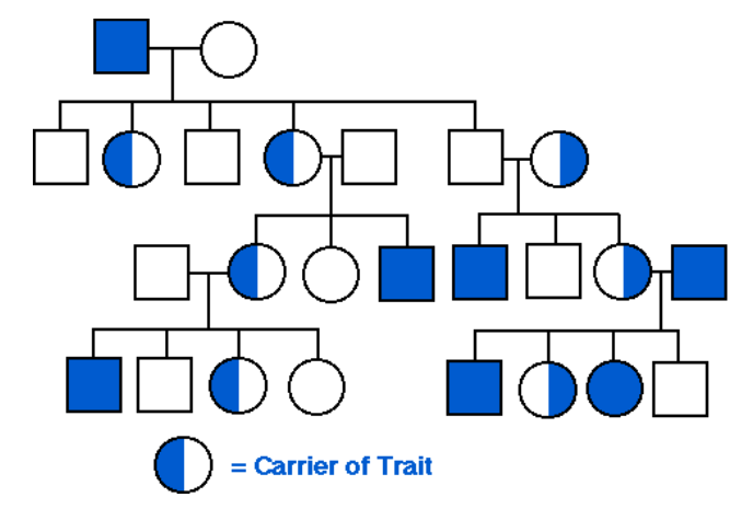 Solved What Is The Pattern Of Inheritance Shown In The | Chegg.com