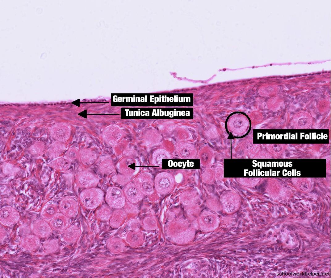 ovarian follicles slide