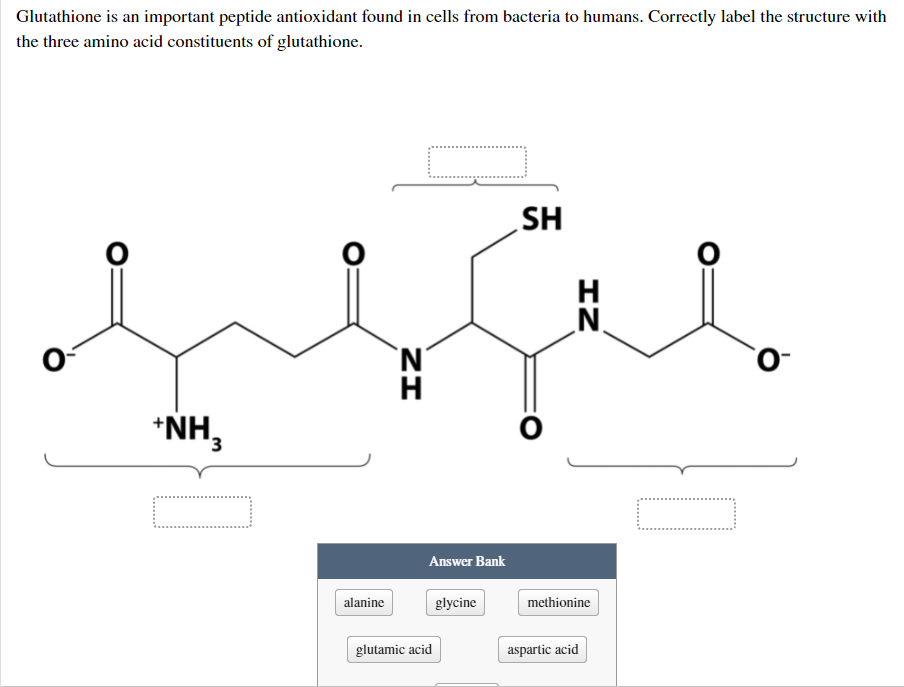 amino acids that make up glutathione Amino Acid Chart main image 1