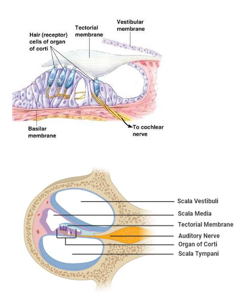 vestibular membrane