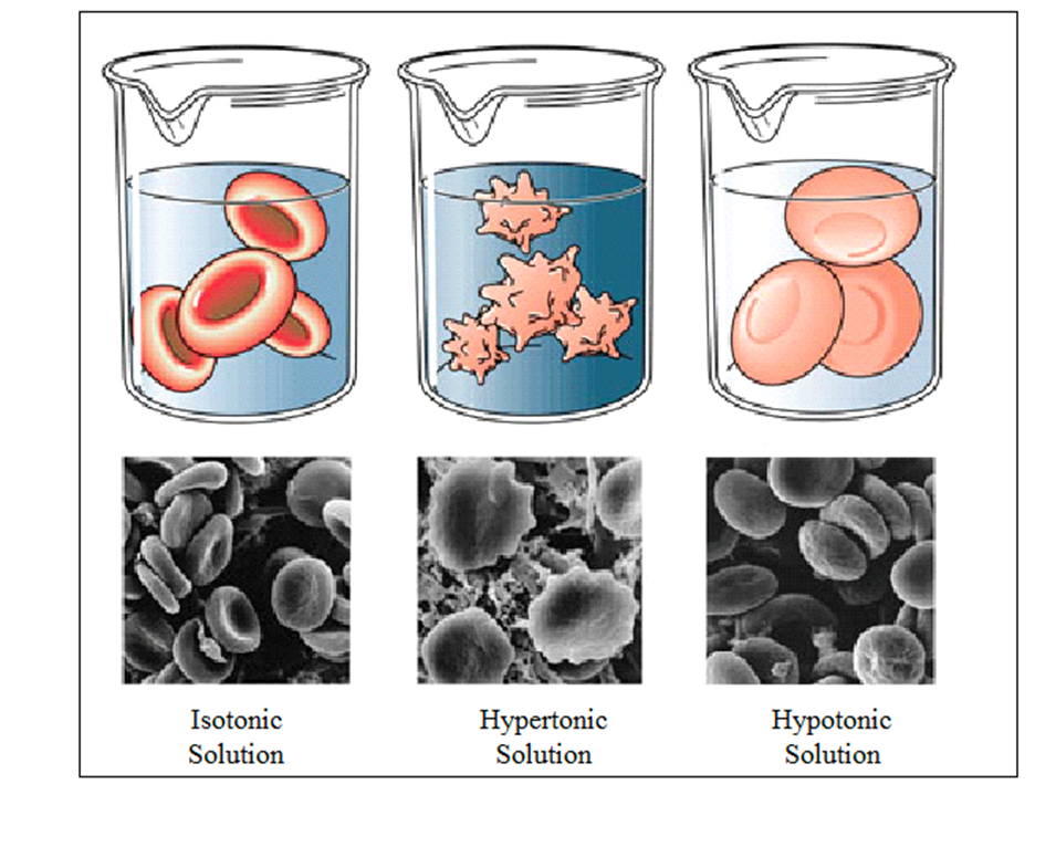 Solved Identify which of these solutions (A, B or C) is | Chegg.com