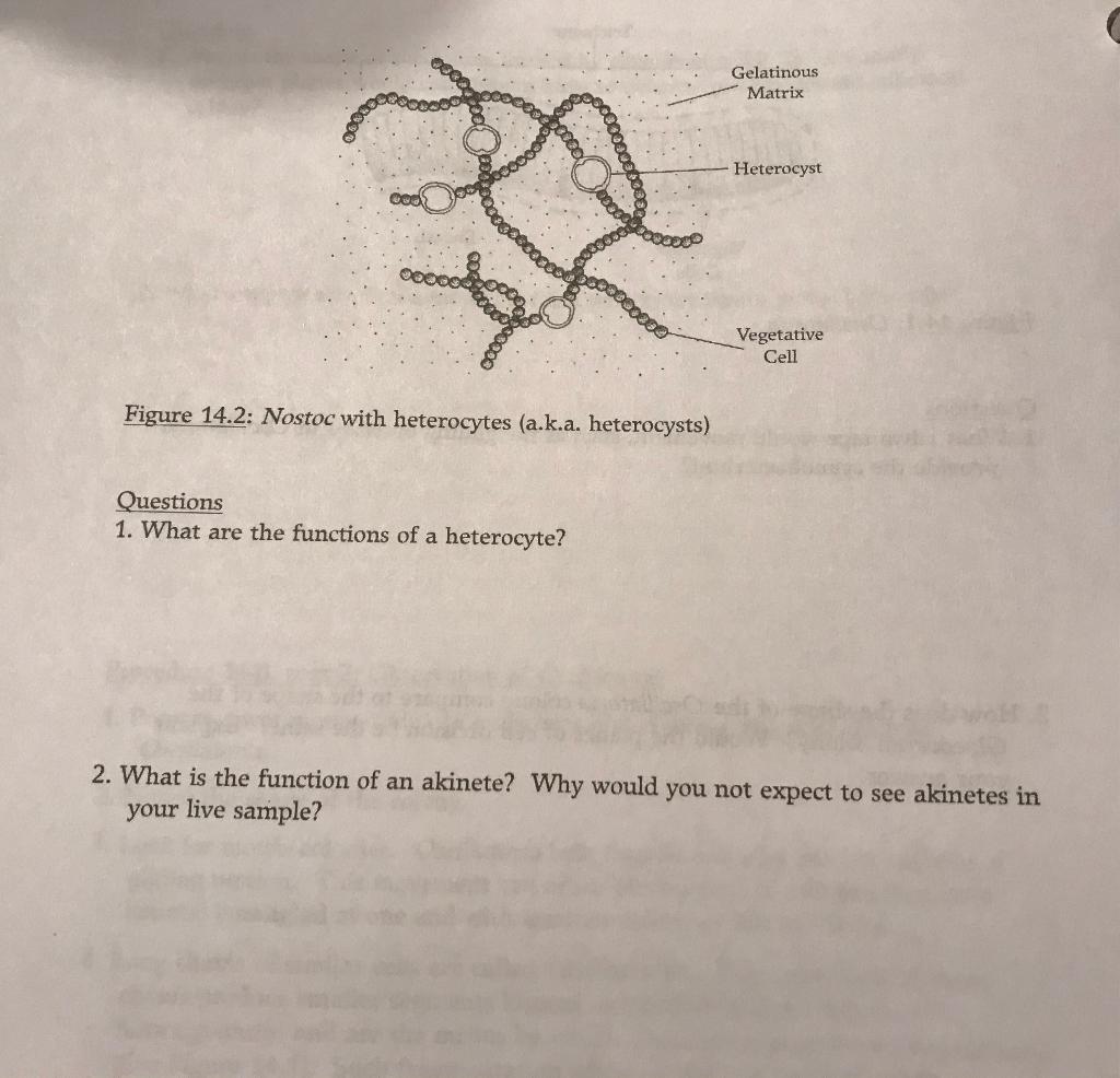 Solved Gelatinous Matrix Heterocyst Vegetative Cell Figure