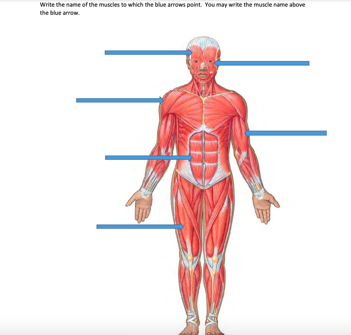 Write The Name Of The Muscles To Which The Blue Ar Chegg Com