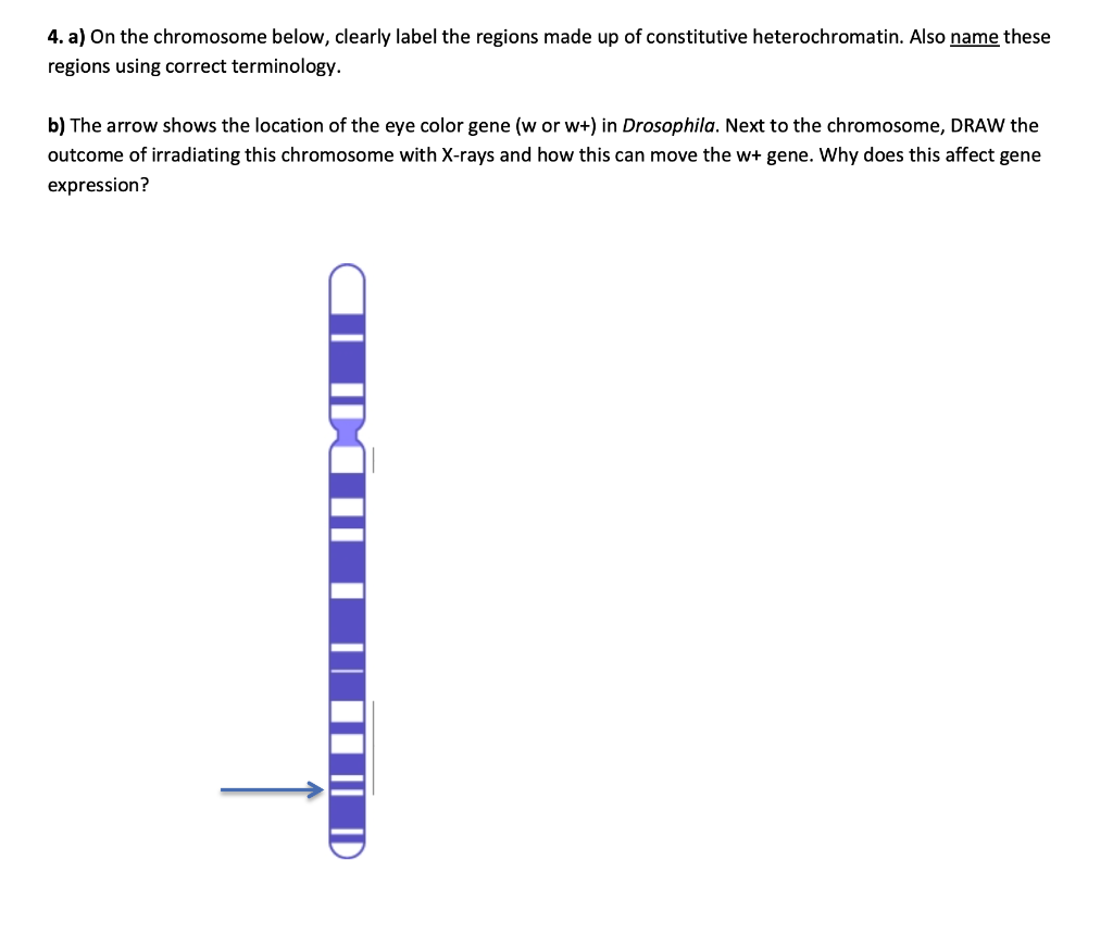 4. A) On The Chromosome Below, Clearly Label The | Chegg.com