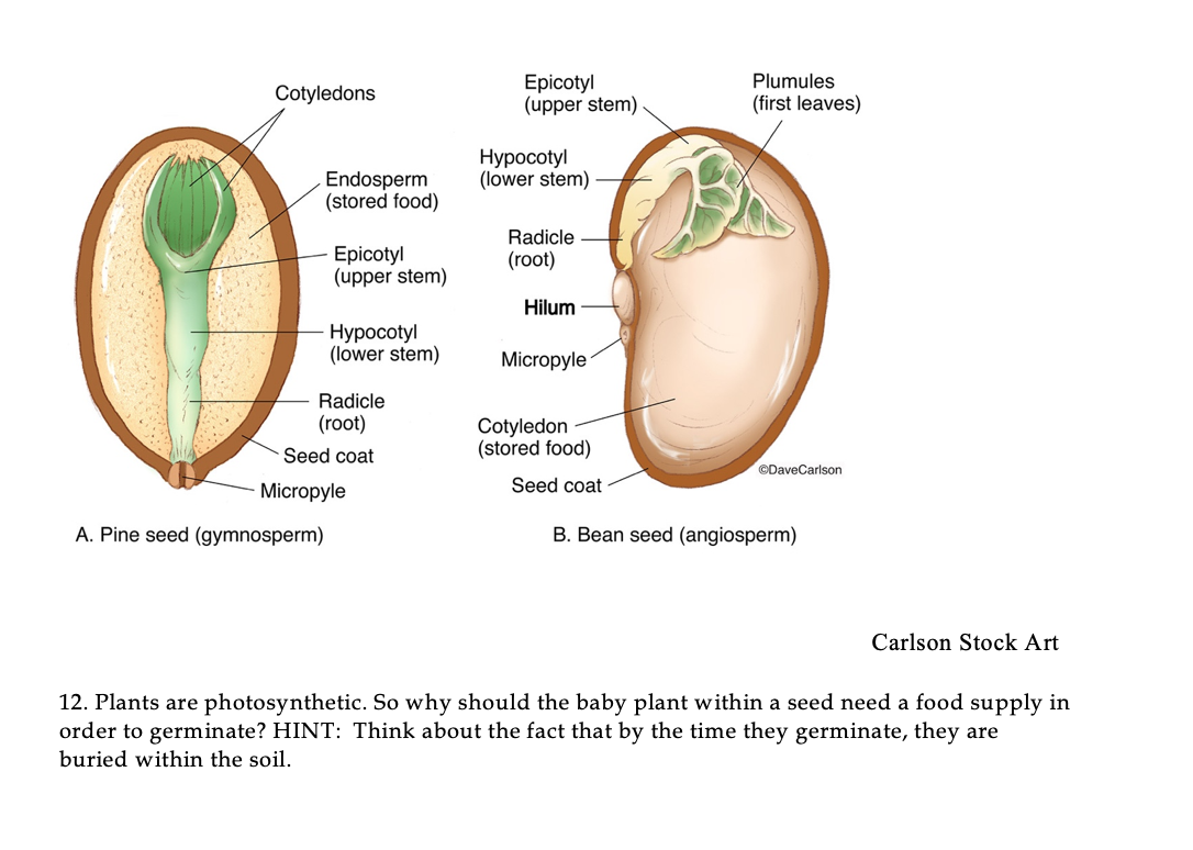 Solved Cotyledons Epicotyl (upper stem) Plumules (first | Chegg.com